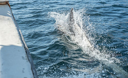 Морская прогулка и киты в Териберке 2021