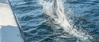 Морская прогулка и киты в Териберке 2021