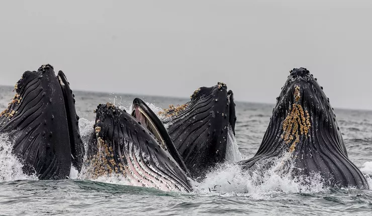  ТОП-6 мест где можно увидеть китов в живой природе