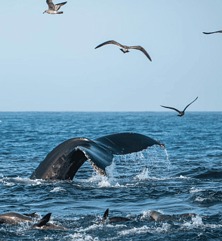 Экспресс-тур «Май на Кольском»