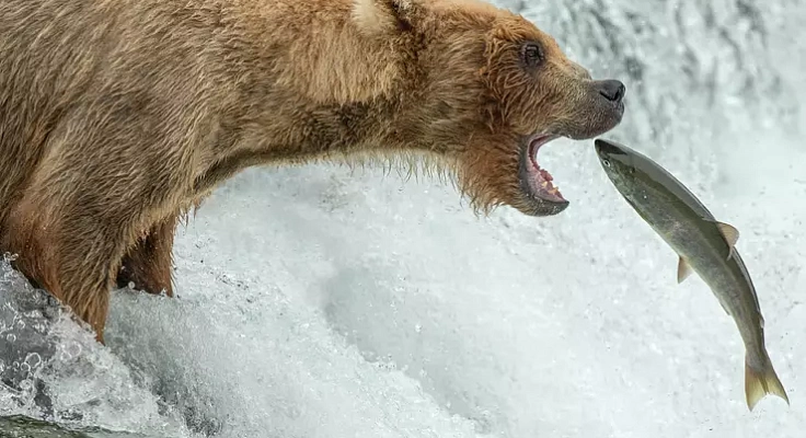 Как живут бурые медведи в Мурманской области