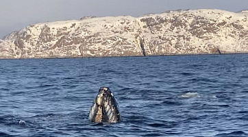 Тур в Териберку + морская прогулка и поиски китов 2 часа, 1 день