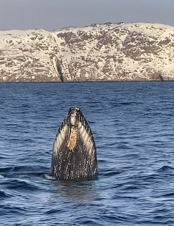 Туры с поиском китов и морскими прогулками