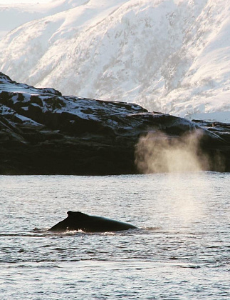 Экскурсия в Териберке с морской прогулкой