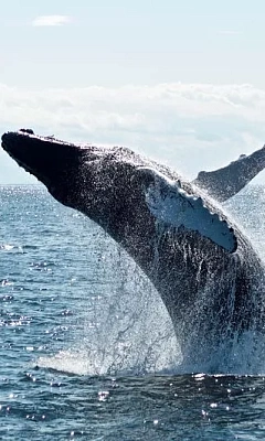 Где можно увидеть китов в России?