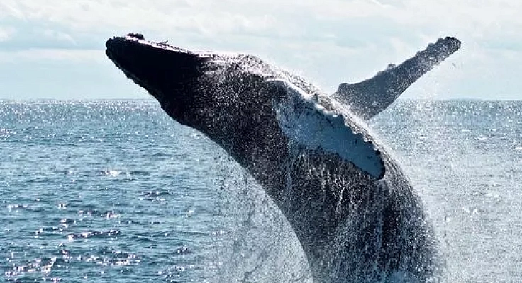 Где можно увидеть китов в России?
