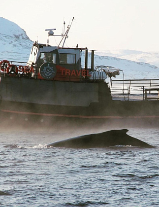 Морские прогулки и поиски китов