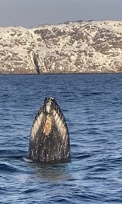 Морская прогулка в Териберке и киты: инструкция для туриста