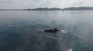 Тур с поиском китов в Териберке (лето-осень), 1 день