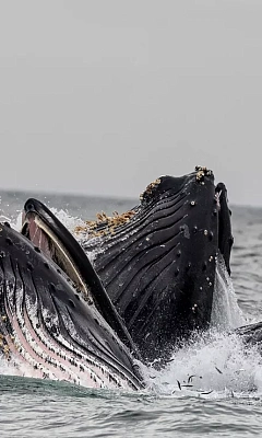 ТОП-6 мест где можно увидеть китов в живой природе
