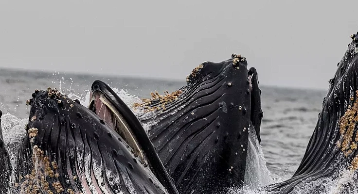 ТОП-6 мест где можно увидеть китов в живой природе