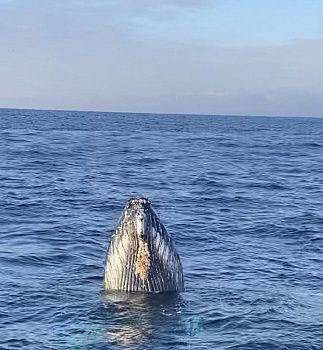 Тур с поиском китов в Териберке (лето-осень)