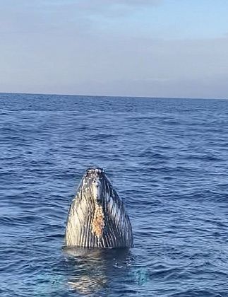 Тур с поиском китов в Териберке (лето-осень)