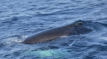 Тур с поиском китов в Териберке (лето-осень), 1 день